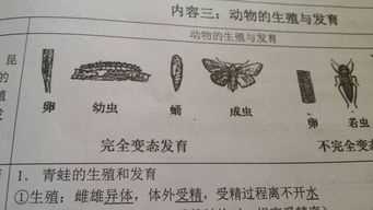 蝉的发育过程几个阶段(蝉的一生要经历了短短的数日内产卵)