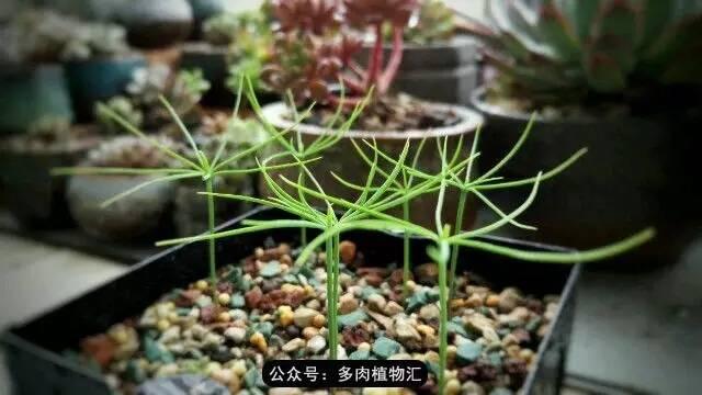 植物生长的6个阶段(植物的成长过程)(8)
