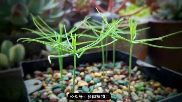植物生长的6个阶段(植物的成长过程)(9)