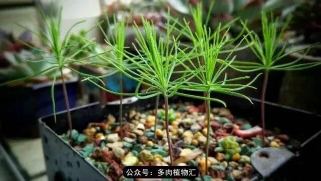 植物生长的6个阶段(植物的成长过程)(12)