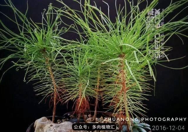 植物生长的6个阶段(植物的成长过程)(21)
