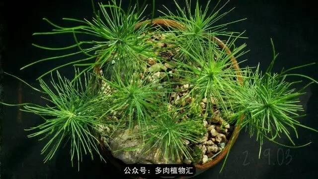 植物生长的6个阶段(植物的成长过程)(18)