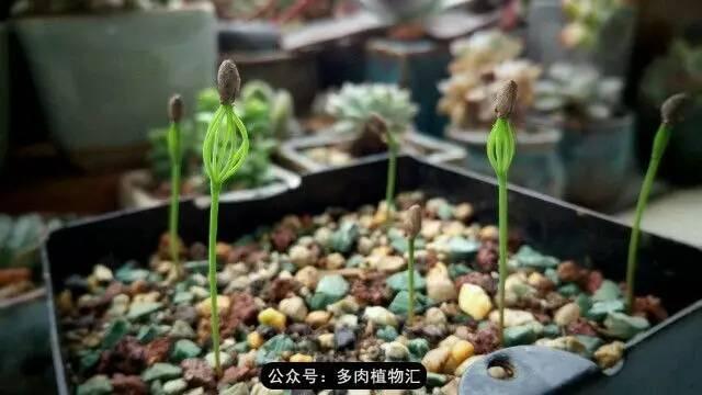 植物生长的6个阶段(植物的成长过程)(4)