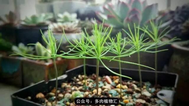 植物生长的6个阶段(植物的成长过程)(10)