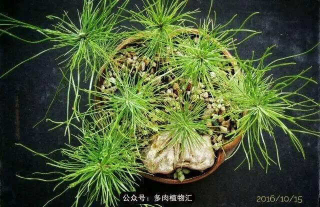 植物生长的6个阶段(植物的成长过程)(19)