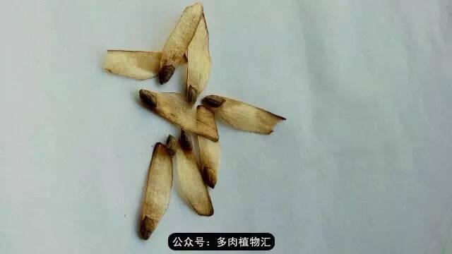 植物生长的6个阶段(植物的成长过程)(2)