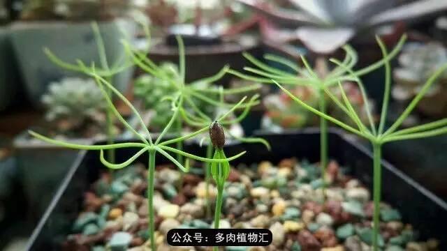 植物生长的6个阶段(植物的成长过程)(7)