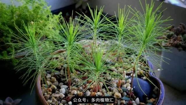 植物生长的6个阶段(植物的成长过程)(14)