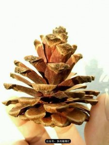 ​植物生长的6个阶段（植物的成长过程）