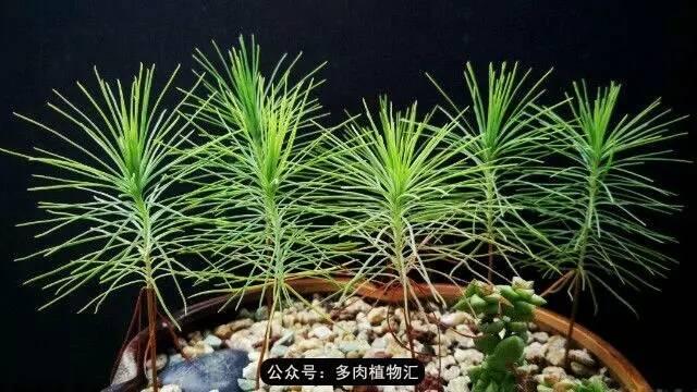 植物生长的6个阶段(植物的成长过程)(15)