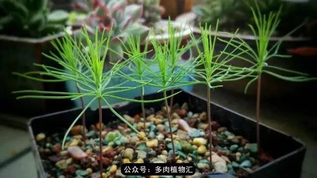 植物生长的6个阶段(植物的成长过程)(13)