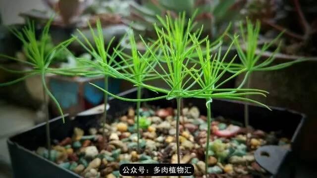植物生长的6个阶段(植物的成长过程)(11)