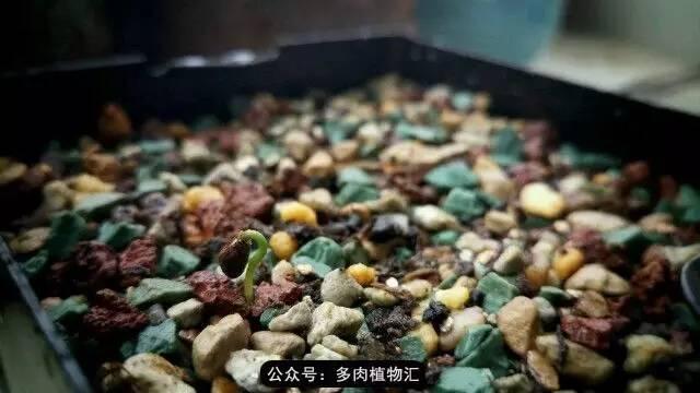 植物生长的6个阶段(植物的成长过程)(3)