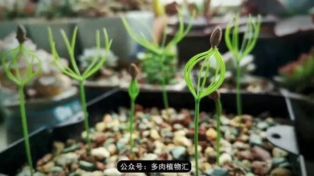 植物生长的6个阶段(植物的成长过程)(6)
