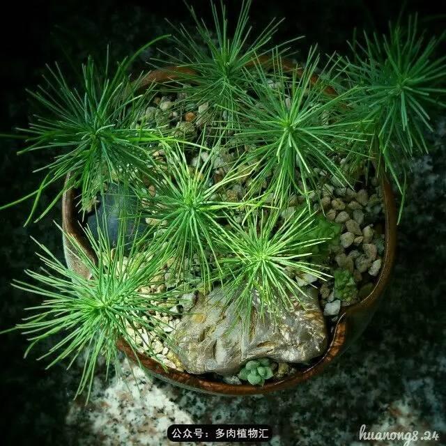 植物生长的6个阶段(植物的成长过程)(17)