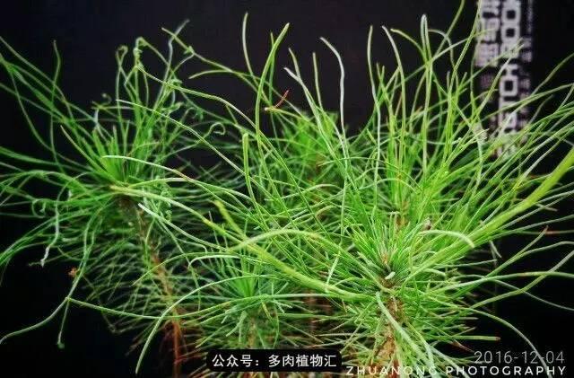 植物生长的6个阶段(植物的成长过程)(20)