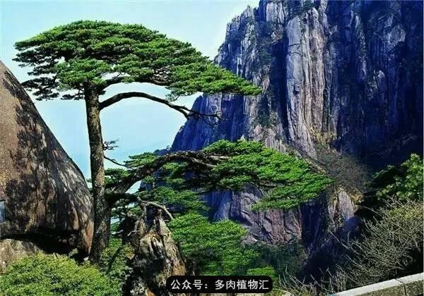 植物生长的6个阶段(植物的成长过程)(16)