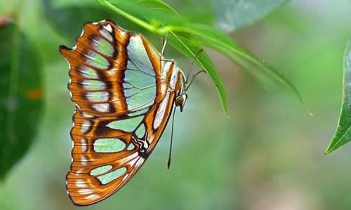 大孔雀蝶有多少厘米长