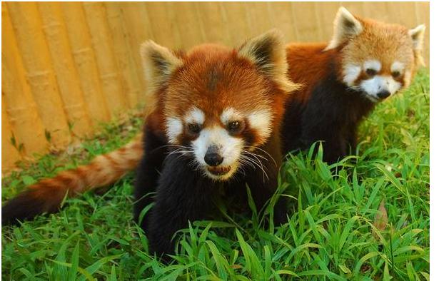 深圳三大儿童游乐园(深圳十大儿童游乐园)(8)