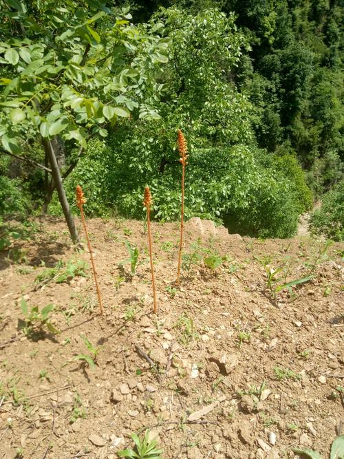 天麻的种植方法（如何种植天麻）