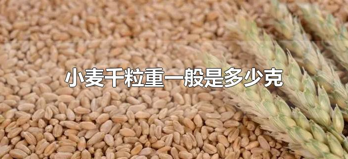 小麦千粒重一般是多少克 小麦千粒重一般是多少克