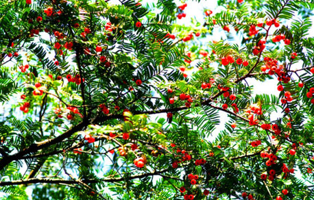 红豆杉果子能吃吗?对人身体好不好