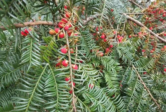 红豆杉的果实能食用吗