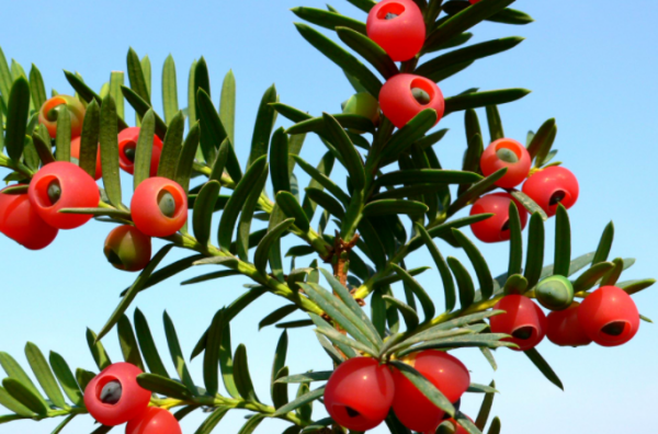 红豆杉果子有毒性,红豆杉的果实能食用吗图2