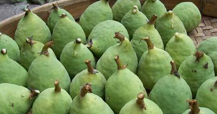 薛荔果的功效与作用,薜荔果的功效与作用 中药薛荔果的药用价值图8