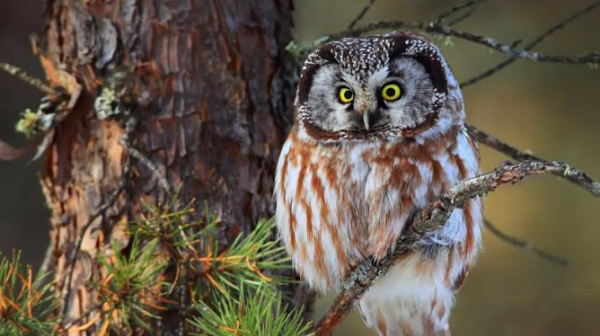 猫头鹰可以养,猫头鹰可以养吗犯法吗图3