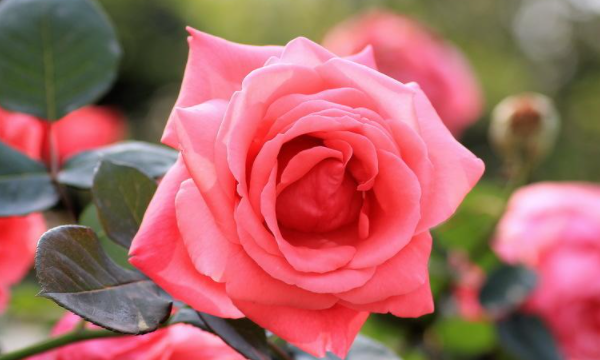 玫瑰和月季的区别,玫瑰和月季的区别是什么图2