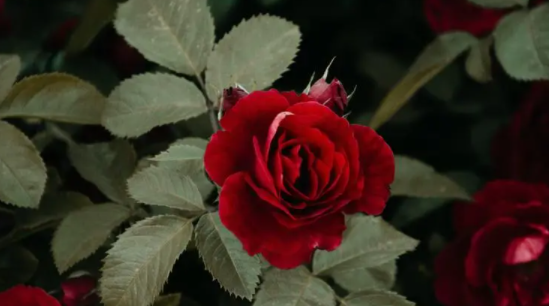 玫瑰和月季的区别,玫瑰和月季的区别是什么图1