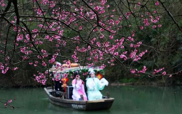 杭州梅花赏花攻略 快去西溪湿地新春探梅节(7)