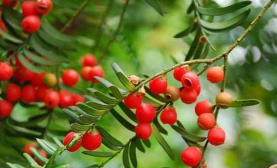 红豆杉红豆果可以吃,红豆杉果实可以吃吗图1