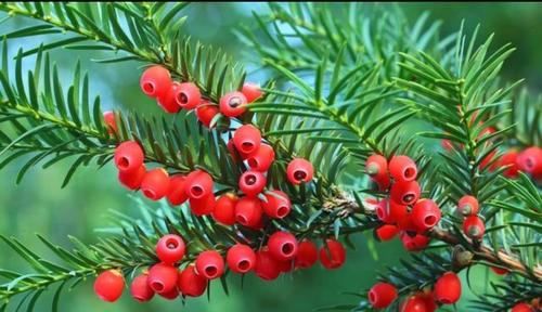 红豆杉红豆果可以吃,红豆杉果实可以吃吗图3