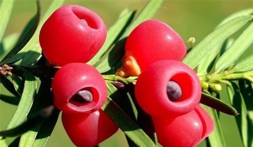 红豆杉红豆果可以吃,红豆杉果实可以吃吗图4