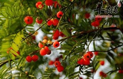 红豆杉的红豆可以吃吗