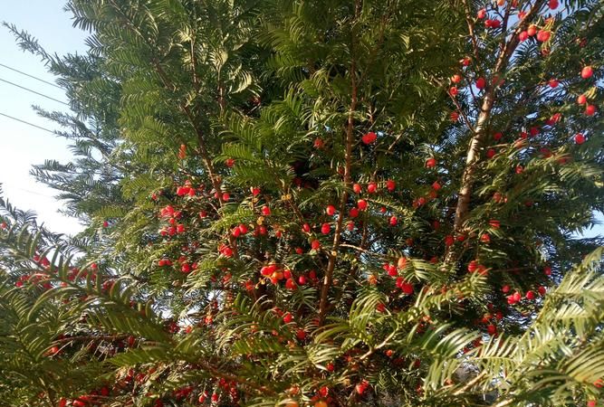 红豆杉红豆果可以吃吗