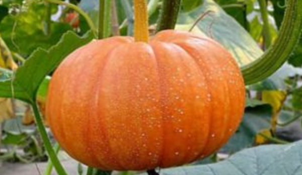 南瓜是蔬菜还是碳水,南瓜是碳水化合物吗图1