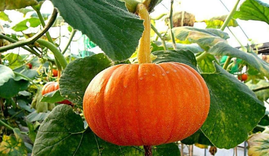 南瓜是蔬菜还是碳水,南瓜是碳水化合物吗图3