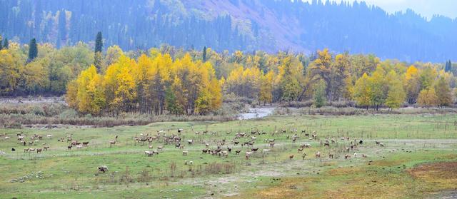 锡伯族历史介绍(锡伯族西迁史)(12)