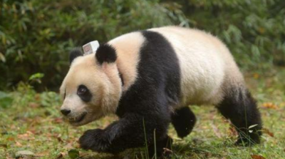 ​大熊猫走路为什么是内八字,熊猫的走路方式是什么样子的