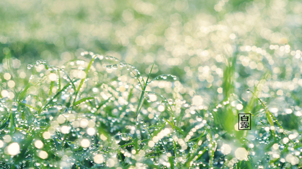 白露穿什么衣服合适,全年昼夜温差最大的节气将到来图1