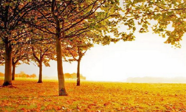 白露穿什么衣服合适,全年昼夜温差最大的节气将到来图6