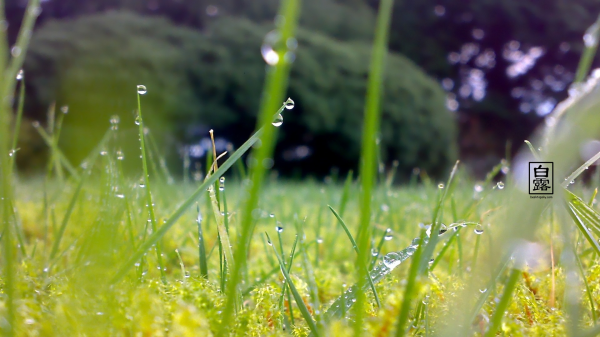 白露穿什么衣服合适,全年昼夜温差最大的节气将到来图2