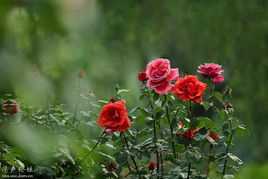 花中皇后指的是什么花(花中西施指的哪种花)