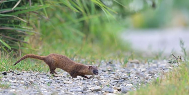 千年黑万年白,黄鼠狼讨封和拜月是真的吗我以前杀死过不少黄鼠狼,用汽油烧死的,用水淹死的,用针扎死