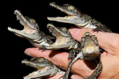 海豚,鳄鱼,蟾蜍,蝙蝠,企鹅,海龟,带鱼都分别是什么类动物