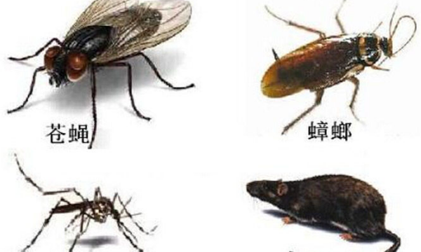 什么是四害它们能传播什么疾病,四害是指哪四个动物图6