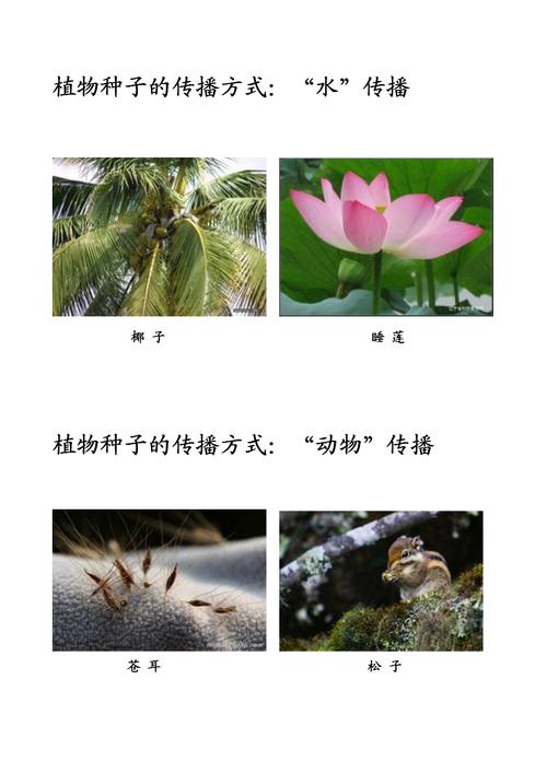 植物怎么传播种子的(植物传播种子的方式有哪些)
